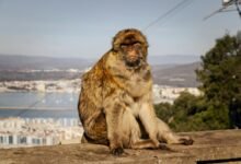 novine kurir comprehensive overview