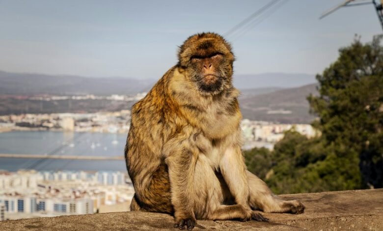 novine kurir comprehensive overview