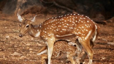 skyline voice coordination hub