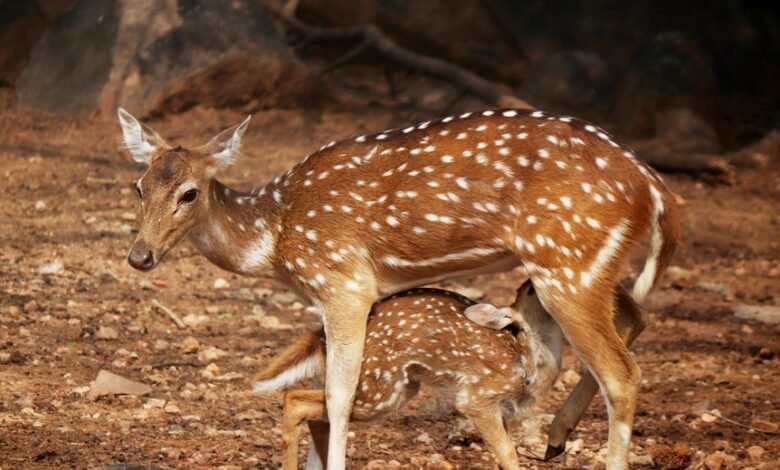 skyline voice coordination hub